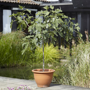 Ficus carica Brown Turkey - Vijgenboom op stam - Vijgenbomen