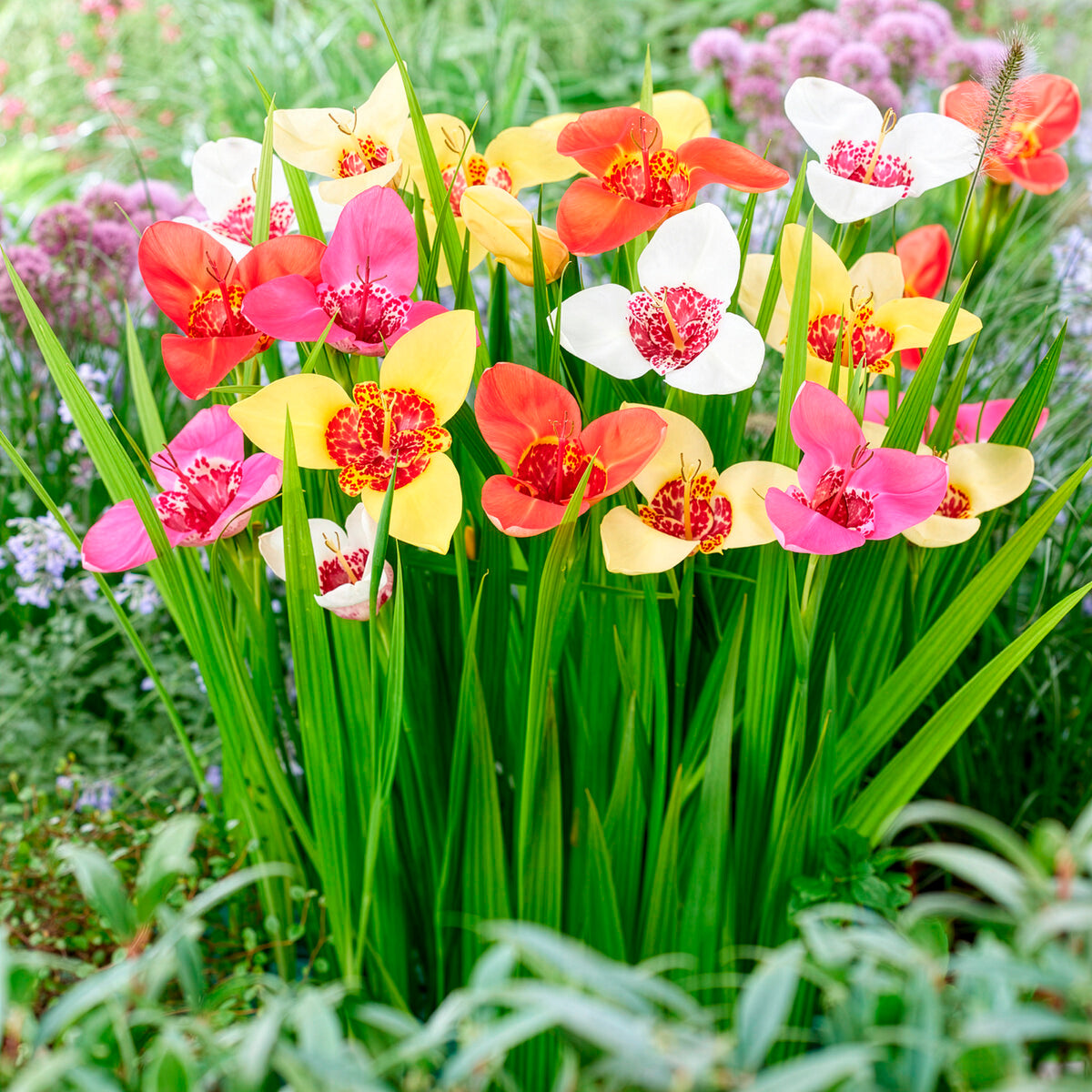 Tijgerbloem - Tigridia pavonia - Willemse