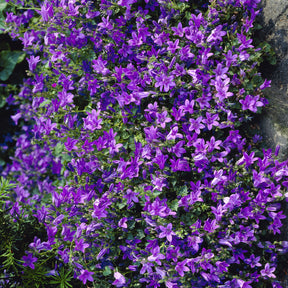 Muurtklokje - Willemse