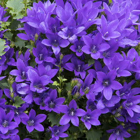 Campanula portenschlagiana - Muurtklokje - Klokjesbloem