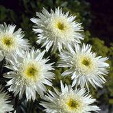 Verkoop Dubbele margriet 'Wirral Supreme' - Leucanthemum superbum Wirral Supreme
