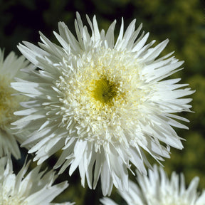 Leucanthemum - Margriet - Dubbele margriet 'Wirral Supreme' - Leucanthemum superbum Wirral Supreme