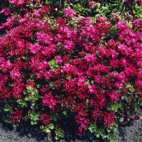 Rode muurpeper 'Schorbuser Blut' - Sedum spurium Schorbuser Blut - Willemse