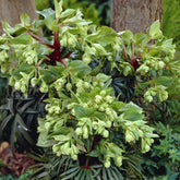 Helleborus - Kerstroos - Stinkend nieskruid 'Wester Flisk' - Helleborus foetidus Wester Flisk