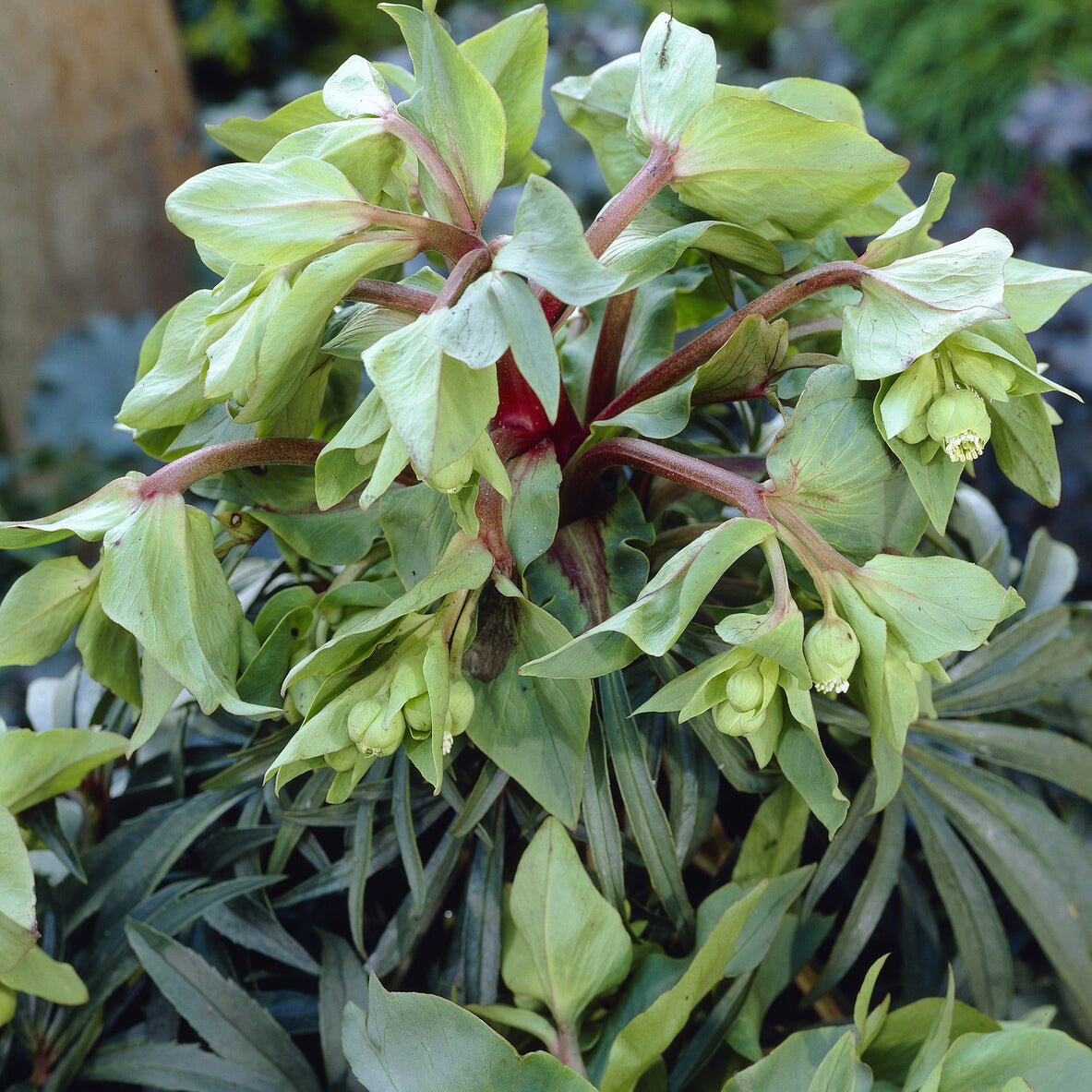 Stinkend nieskruid 'Wester Flisk'