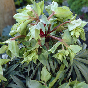 Stinkend nieskruid 'Wester Flisk'