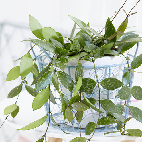 Hoya Gracilis - Hoya carnosa Gracilis - Willemse