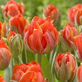 7 Dubbele late tulpen Queensday - Tulipa double late Queensday  - Willemse
