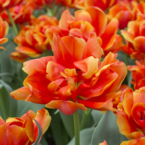 7 Dubbele late tulpen Queensday - Willemse