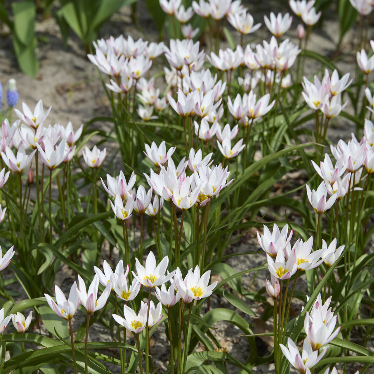 10 Botanische tulpen Hilde - Tulipa botanical Hilde  - Willemse