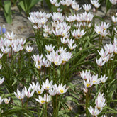10 Botanische tulpen Hilde - Tulipa botanical Hilde  - Willemse