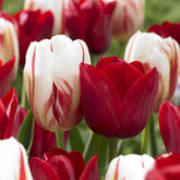 8 Tulpen Love Circle - Willemse