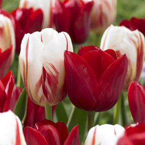 8 Tulpen Love Circle - Willemse