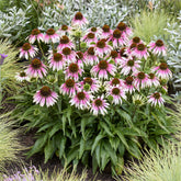 Zonnehoed ' Special White Purple' - echinacea special withe purple  - Willemse