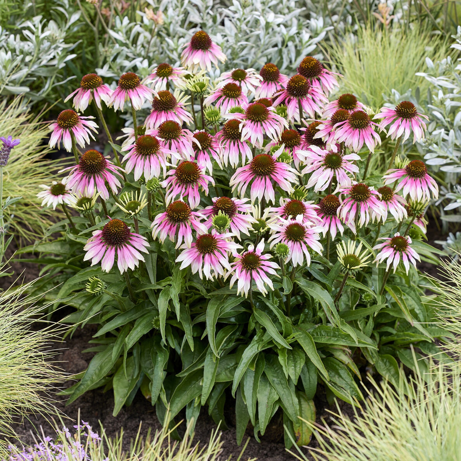 Zonnehoed ' Special White Purple' - echinacea special withe purple  - Willemse