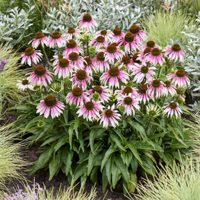 Zonnehoed ' Special White Purple' - echinacea special withe purple  - Willemse