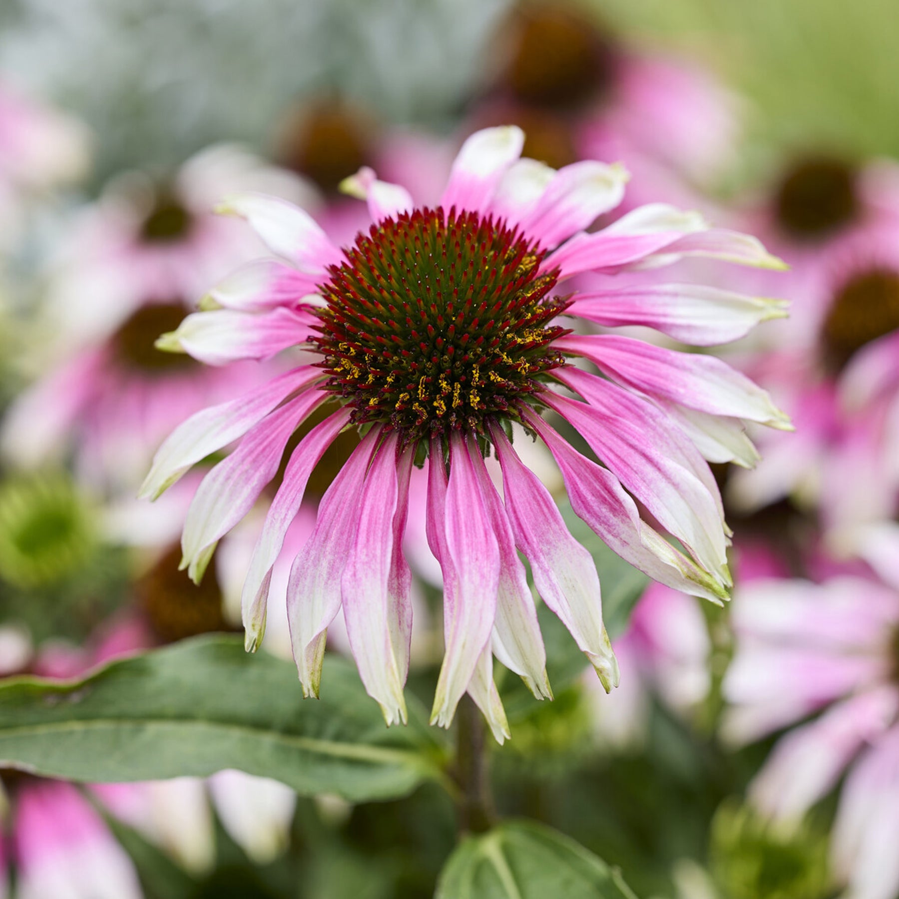 Zonnehoed ' Special White Purple' - Willemse