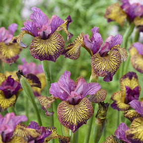 Siberische Lis 'Juniper Leigh' - iris sibirica juniper leigh - Willemse