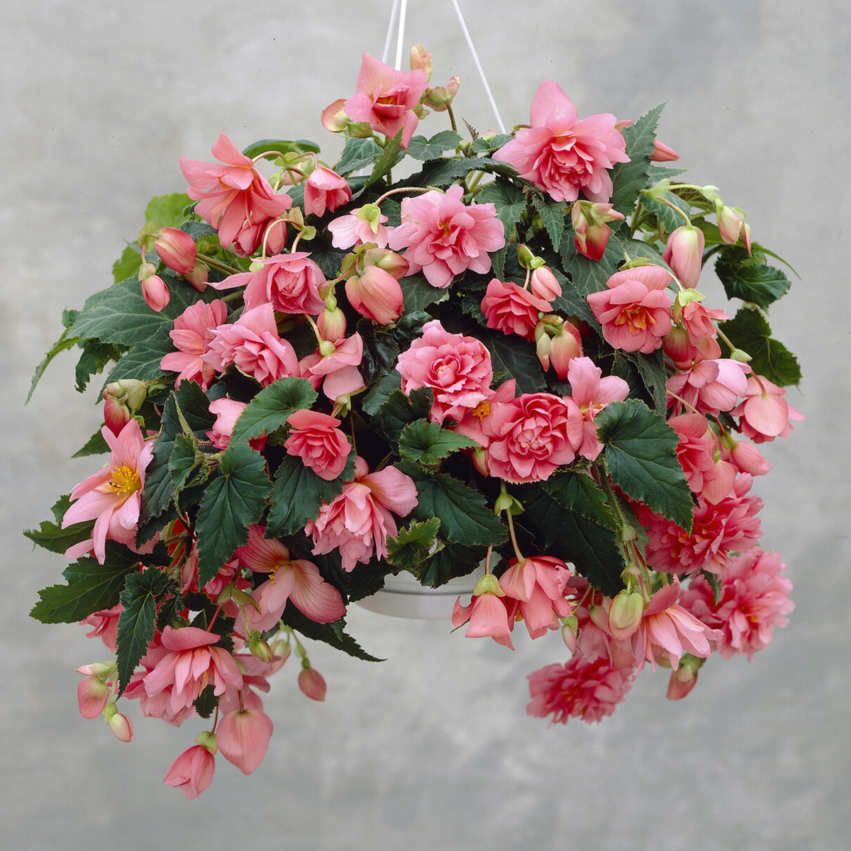 Roze hangbegonia - Willemse