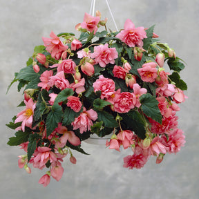 Roze hangbegonia - Willemse