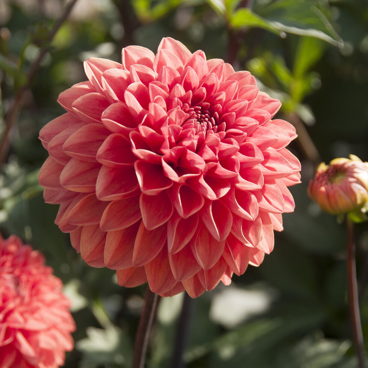 Dahlia Blitzer -  Dahlia Blitzer - Willemse