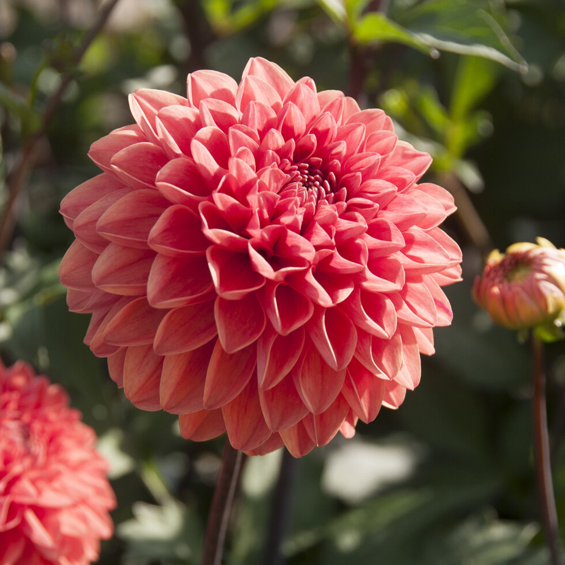 Dahlia Blitzer -  Dahlia Blitzer - Willemse
