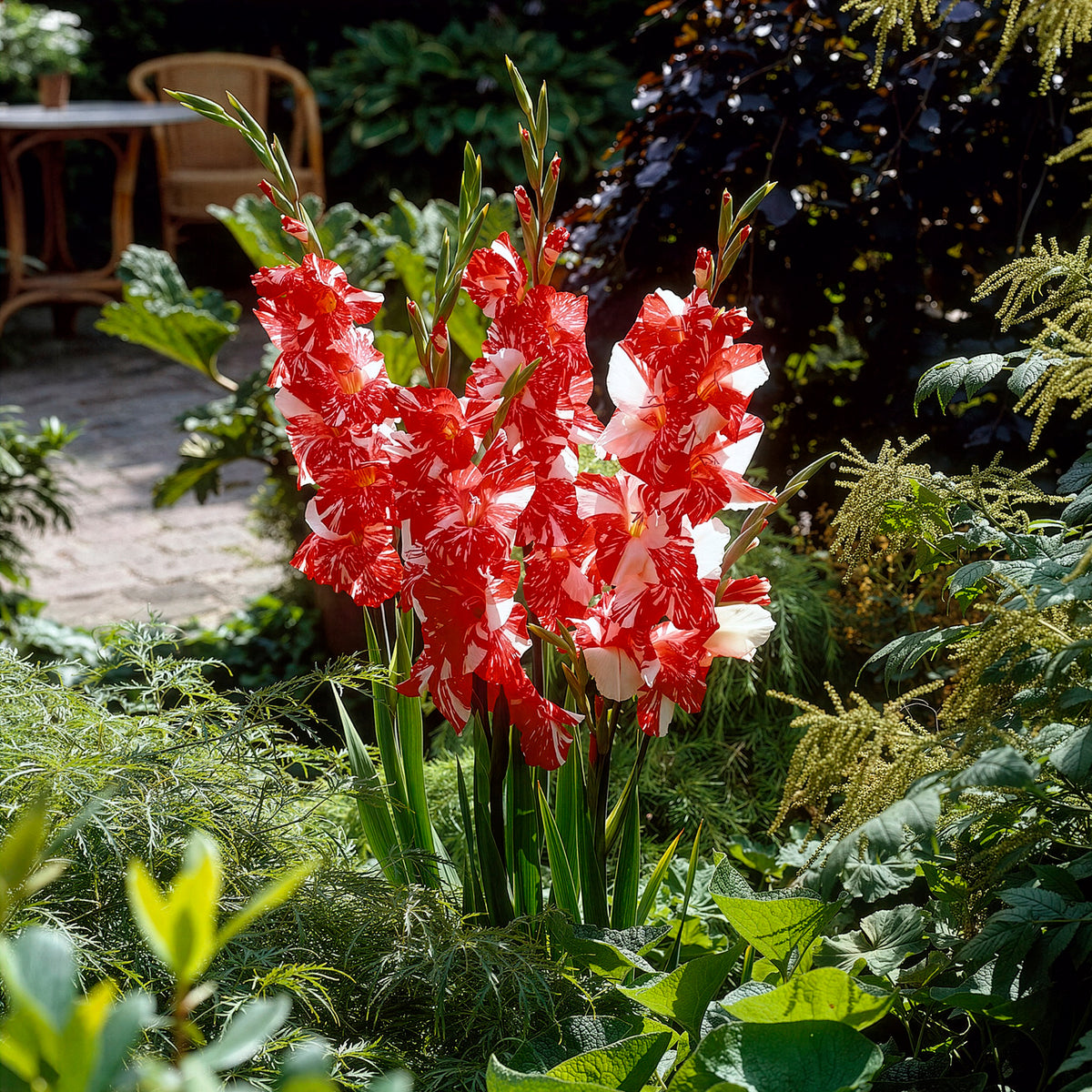 Grootbloemige gladiool 'Zizanie' (x25) - Gladiolus zizanie - Willemse