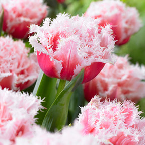 Tulp 'Queensland' (x5)