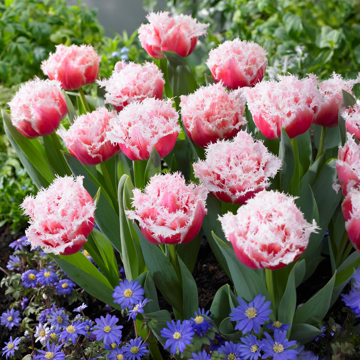 Tulp 'Queensland' (x5)