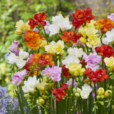 Dubbelbloemige Freesia Mix (x25) - Freesia - Willemse