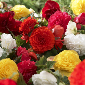 Begonia Non Stop Mocca - Begonia tuberhybrida Nonstop® Mocca - Willemse