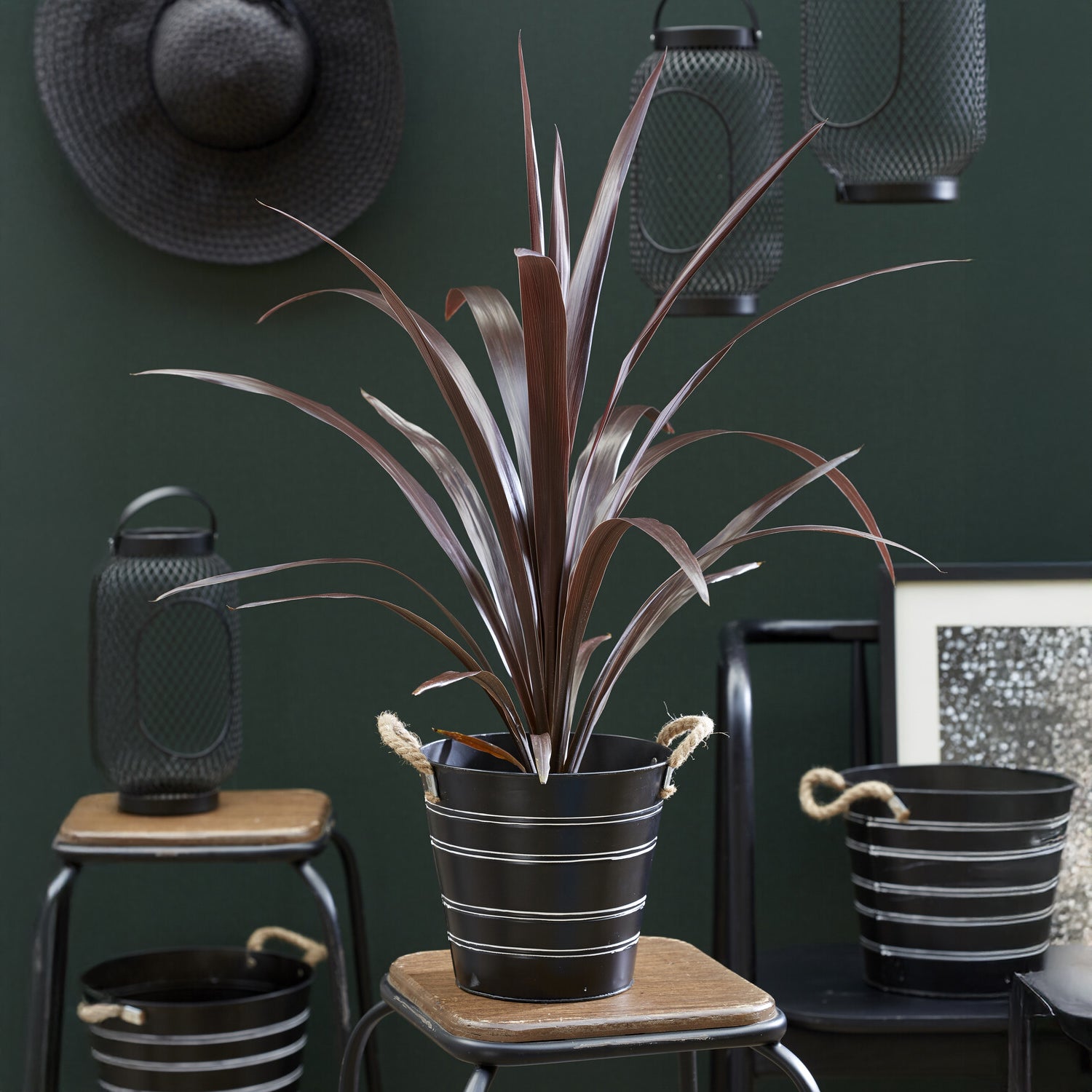 Cordyline obtecta 'Super Star'® / Koolpalm - Willemse