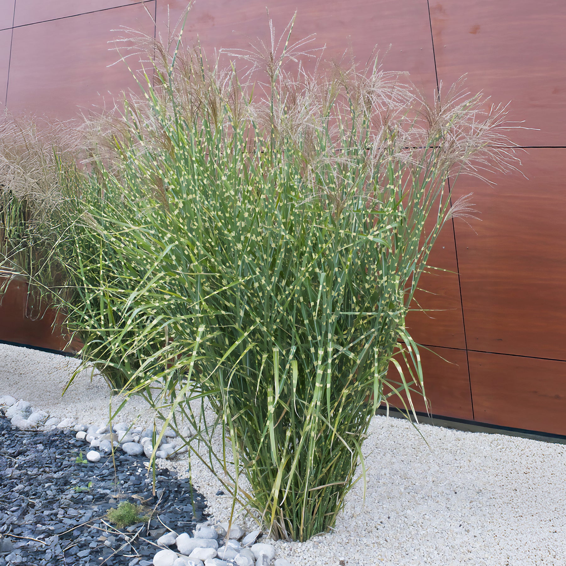 Miscanthus sinensis Zebrinus - Prachtriet Zebrinus Prachtriet - Miscanthus - Chinees riet