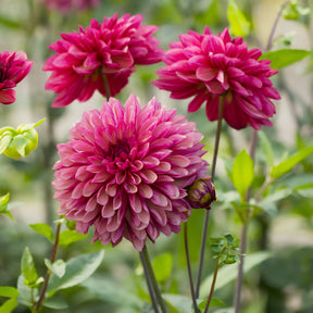 Decoratieve dahlia ’Baccardi' (x3) - Dahlia Bacardi - Willemse