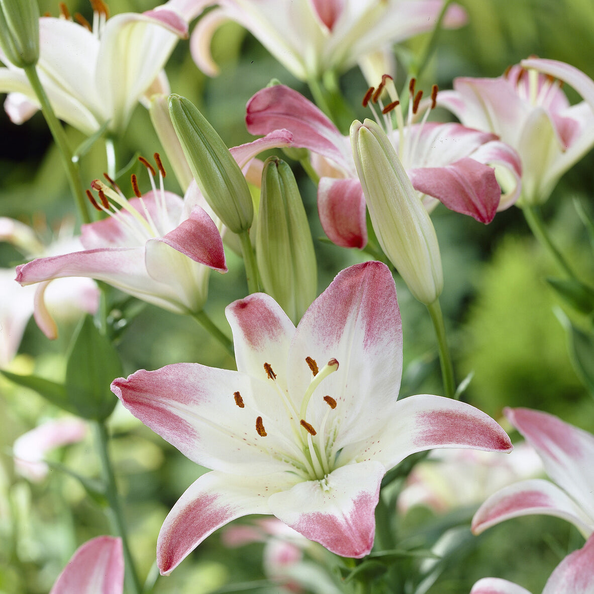 Lollypop Aziatische lelies (x3) - Willemse