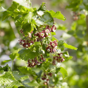 Jostabes - Ribes nidigrolaria Josta - Willemse
