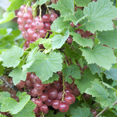 Roze bes 'Gloire des Sablons' - Willemse