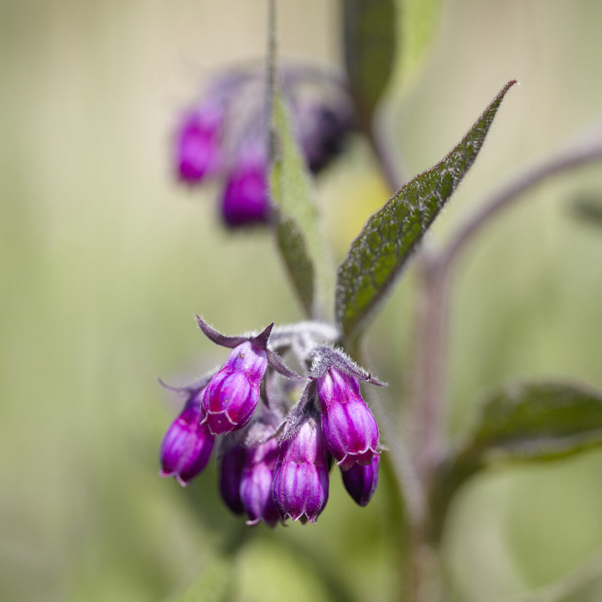 Symphytum officinale - Gewone smeerwortel - Wilde tuinplanten