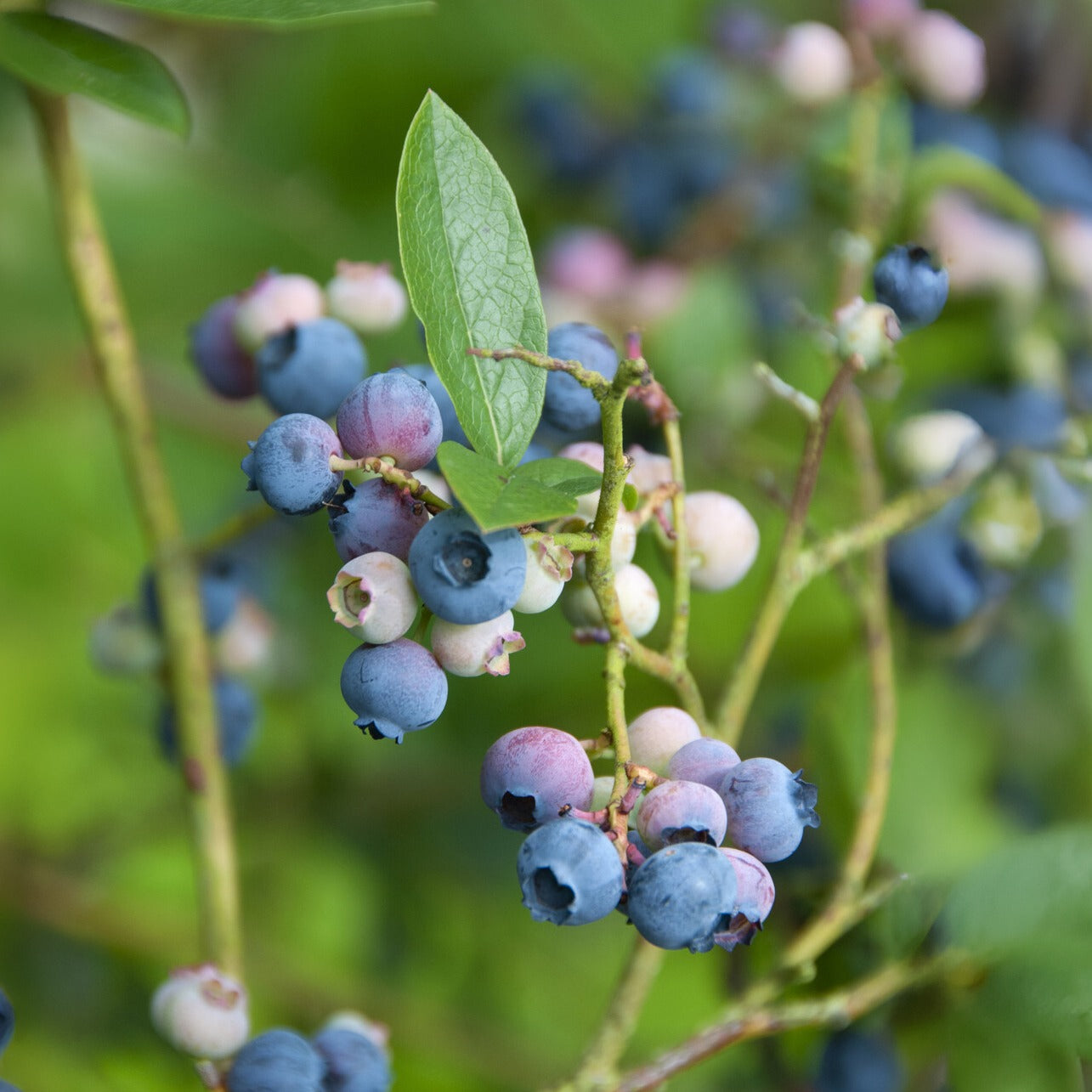 Blauwe bes 'Bluecrop' - Willemse