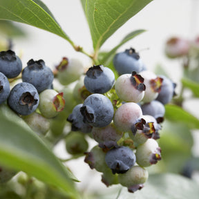 Blauwe bes 'Chandler' - Vaccinium corymbosum Chandler - Willemse