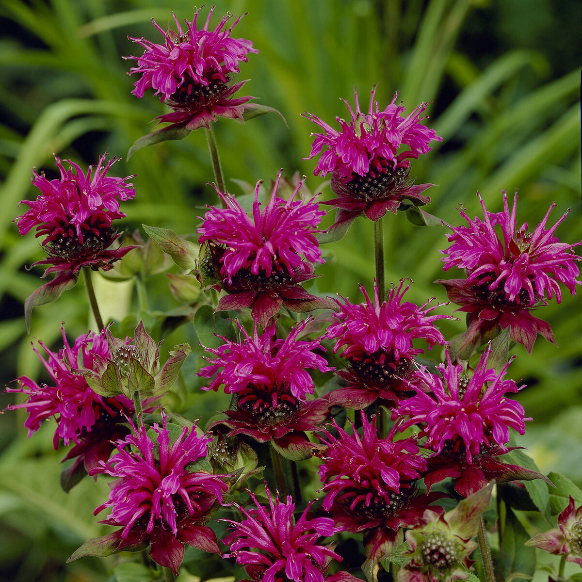 Bergamotplant 'Scorpion' - Monarda Scorpion - Willemse