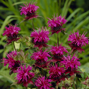 Bergamotplant 'Scorpion' - Monarda Scorpion - Willemse