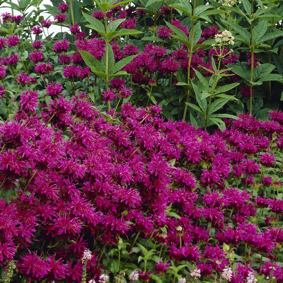 Bergamotplant 'Scorpion' - Willemse