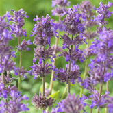 Kattenkruid / Nepeta racemosa 'Grog' - Willemse