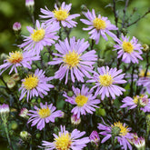 Gladde Aster - Aster laevis calliope - Willemse
