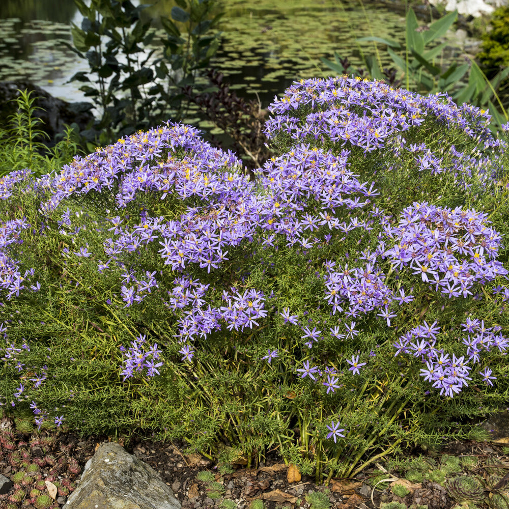 Aster sedifolius 'Nanus' - Aster sedifolius Nanus - Willemse