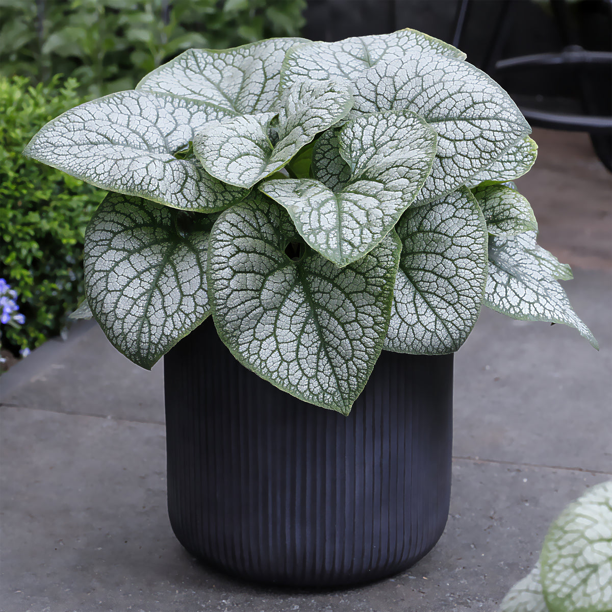 Kaukasisch vergeet-me-nietje Ruitenboer - Brunnera macrophylla jack of diamonds - Willemse