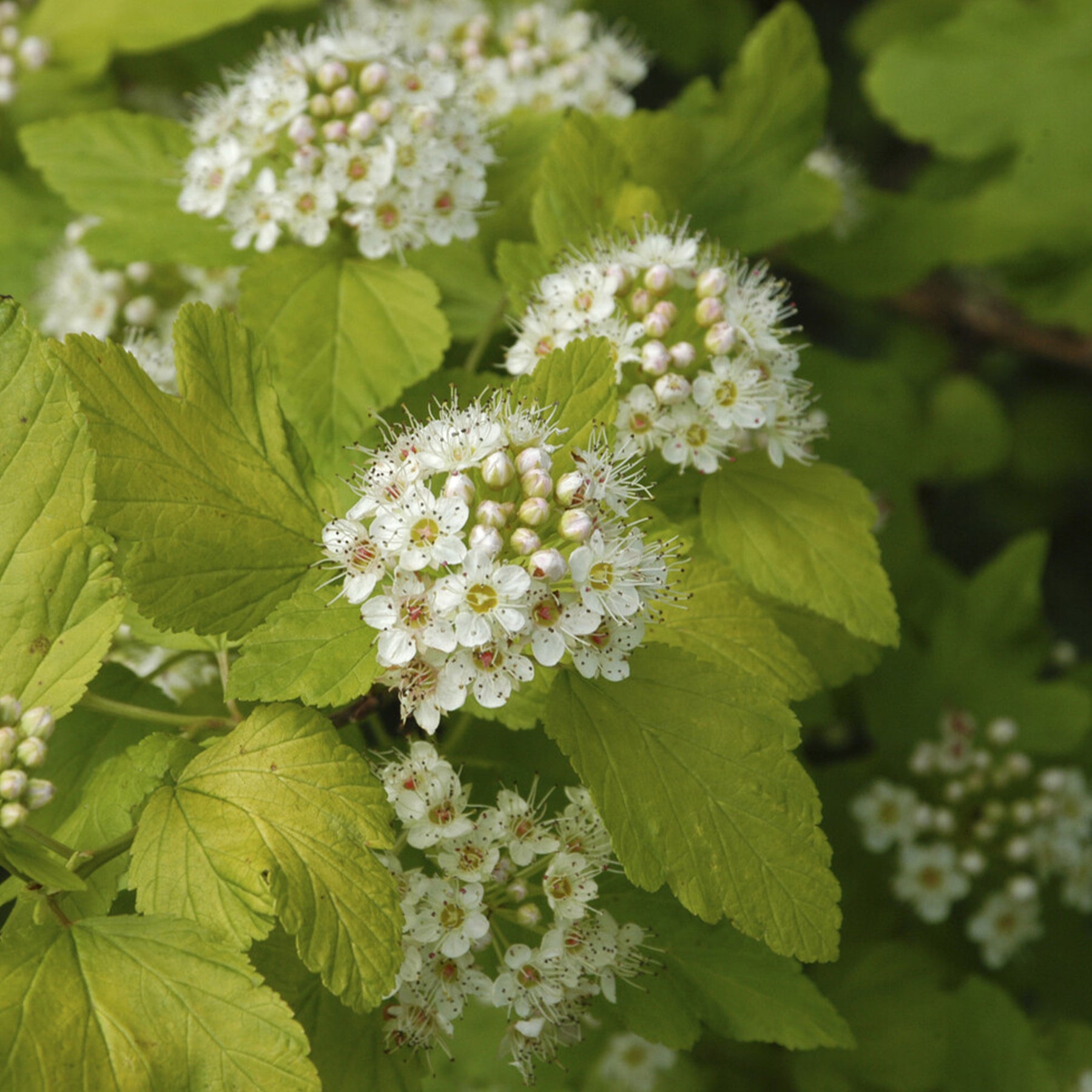 Blaasspirea 'Darts Gold' - Physocarpus opulifolius Dart's Gold - Willemse