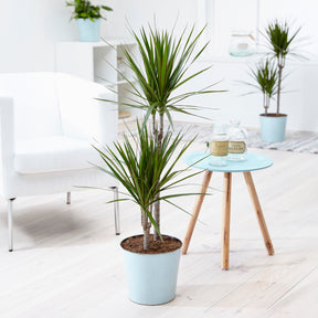 Drakenbloedboom - Dracaena marginata - Willemse