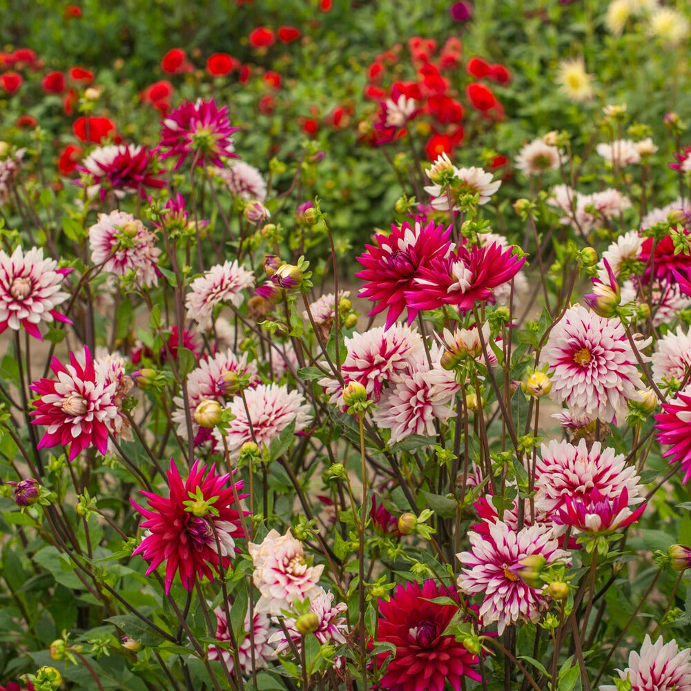 Dahlia 'Rebecca's World' (x3) - Dahlia 'rebecca's world' - Willemse